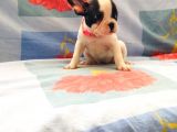 Maskeli Fransız Buldog Kardeşler