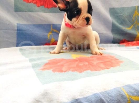 Maskeli Fransız Buldog Kardeşler görsel
