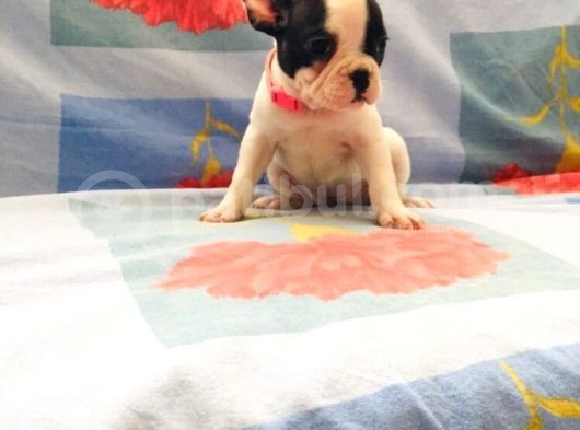 Maskeli Fransız Buldog Kardeşler görsel