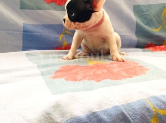 Maskeli Fransız Buldog Kardeşler görsel