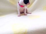 Maskeli Fransız Buldog Kardeşler