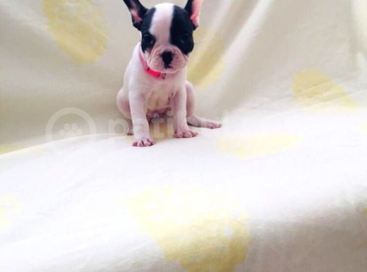 Maskeli Fransız Buldog Kardeşler görsel