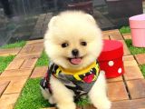 Dişi ve erkek Pomeranian BOO yavrularımız