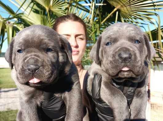 İtalyan Mastiff Blue Erkek Corso Bebekler görsel