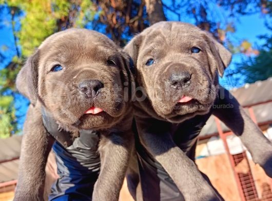 İtalyan Mastiff Blue Erkek Corso Bebekler görsel