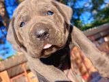 İtalyan Mastiff Blue Erkek Corso Bebekler