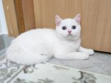 Beyaz Mavi Gözlü