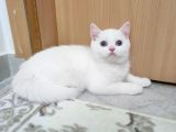 Beyaz Mavi Gözlü