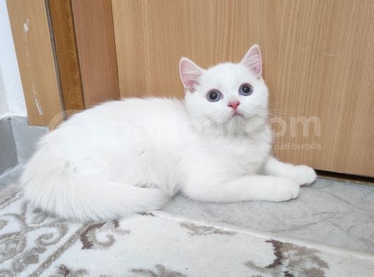 Beyaz Mavi Gözlü