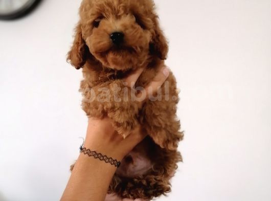 Red Toy Poodle Anne Yanından görsel