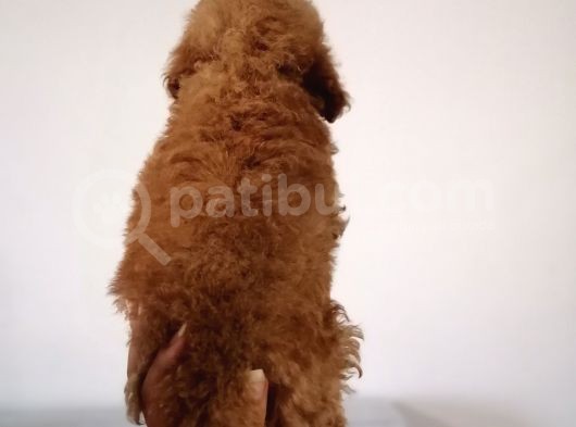Red Toy Poodle Anne Yanından görsel