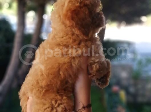 Red Toy Poodle Anne Yanından görsel