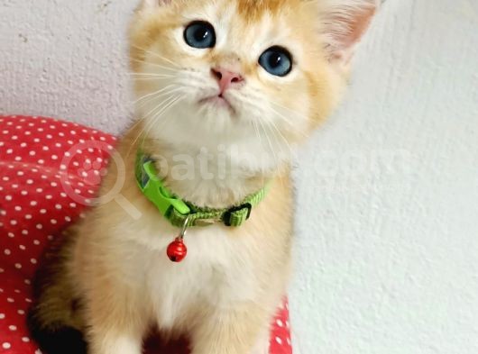 Üst Düzey  Gen Hatti Golden Bebekler
