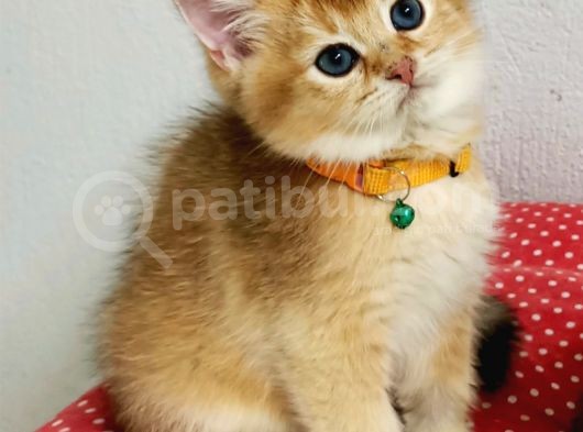 Üst Düzey  Gen Hatti Golden Bebekler görsel