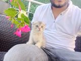 A Kalite Parazit Uygulamalı Yavrular