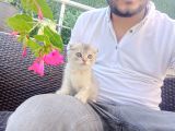 A Kalite Parazit Uygulamalı Yavrular