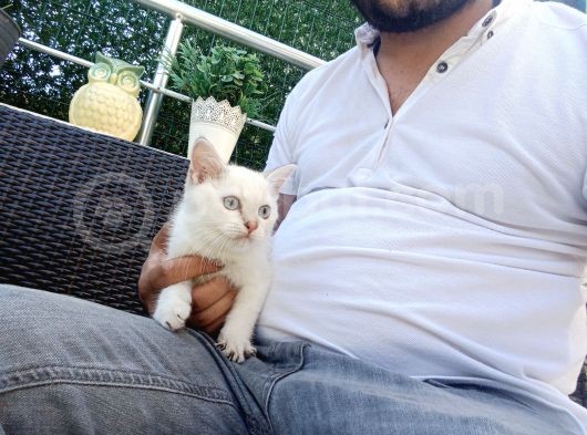 A Kalite Parazit Uygulamalı Yavrular görsel