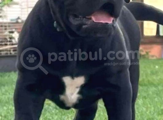 Güney Afrika Mastiff - Boerboel Yavru Köpekler