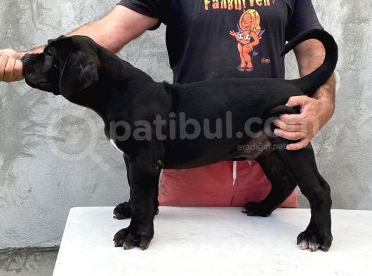 Güney Afrika Mastiff - Boerboel Yavru Köpekler görsel