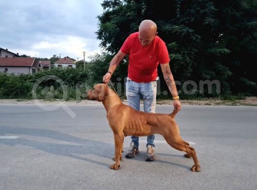 Güney Afrika Mastiff - Boerboel Yavru Köpekler görsel