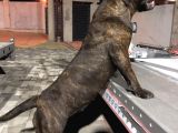 Güney Afrika Mastiff - Boerboel Yavru Köpekler