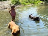 Güney Afrika Mastiff - Boerboel Yavru Köpekler