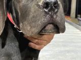 Güney Afrika Mastiff - Boerboel Yavru Köpekler