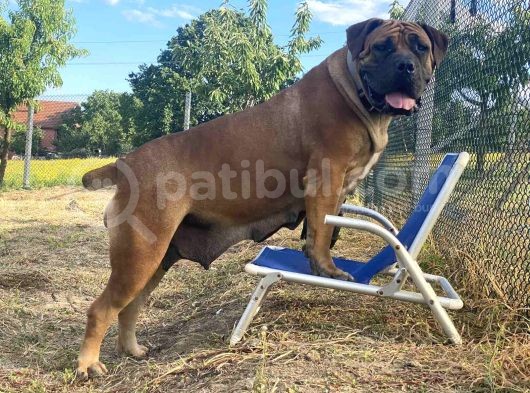 Güney Afrika Mastiff - Boerboel Yavru Köpekler görsel