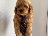 Oyuncu Toypoodle Bebeklerimiz