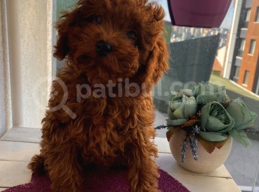Karamel’in Birbirinden Sevimli Toypoodle Bebekleri