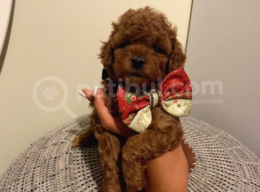 Karamelll.toypoodle’ın Bebekleriiiii görsel