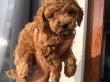Aşılı Pasaportlu Toypoodle Yavrular