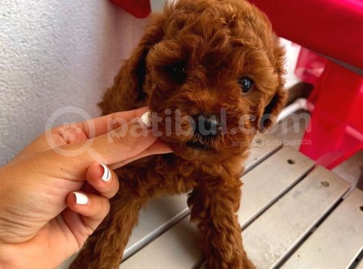 Karamel’in Birbirinden Sevimli Toypoodle Bebekleri görsel