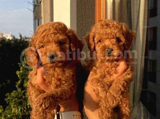 Sağlık Ve Irk Garantili Poodle Yavrularımız görsel