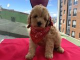 Oyuncu Toypoodle Bebeklerimiz