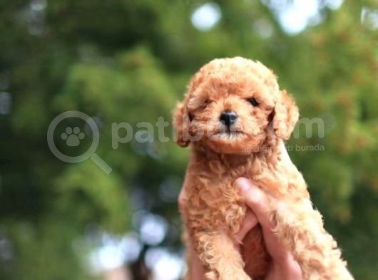 Anne Altından Toy Poodle Yavrular