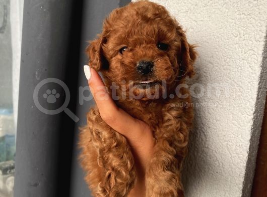 Redbrown Toypoodle Bebekler görsel