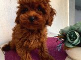 Redbrown Toypoodle Bebekler