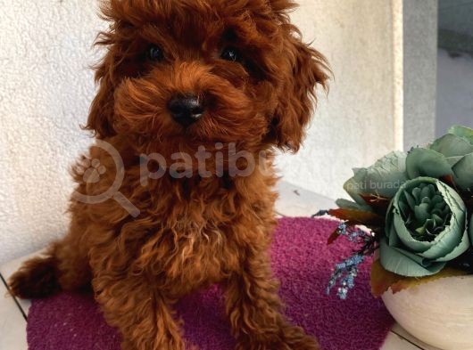 Redbrown Toypoodle Bebekler görsel