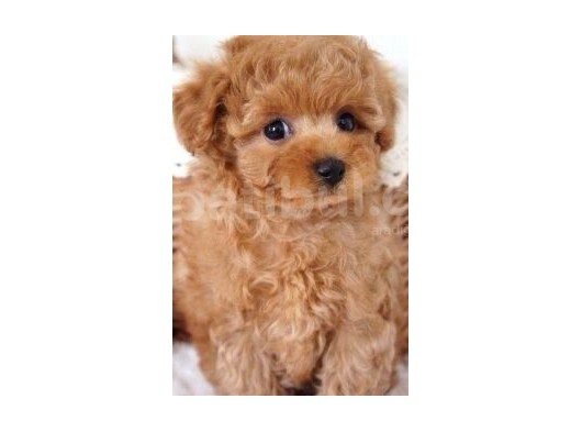 Anti Alerjik  Safkan Toy Poodle Yavrular