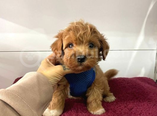 Dizayn Irk Sevimli Maltipoo Yavrular görsel