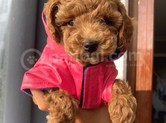 Redbrown Toypoodle Bebekler görsel