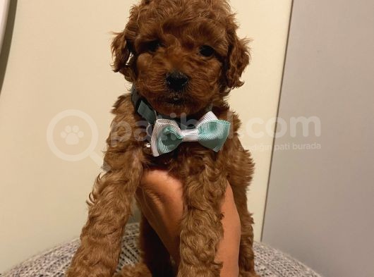 Karamelll.toypoodle’ın Bebekleriiiii görsel