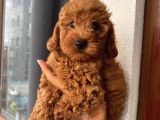 Karamelll.toypoodle’ın Bebekleriiiii