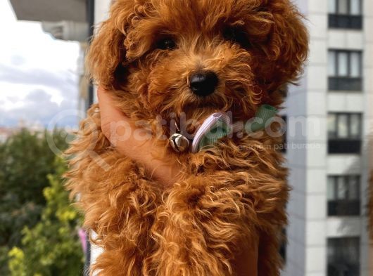 Karamelll.toypoodle’ın Bebekleriiiii