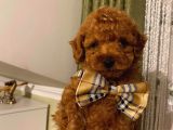 Redbrown Toypoodle Bebekler