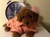 Karamel’in Birbirinden Sevimli Toypoodle Bebekleri