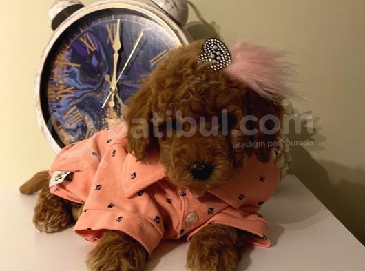Sağlık Ve Irk Garantili Poodle Yavrularımız görsel