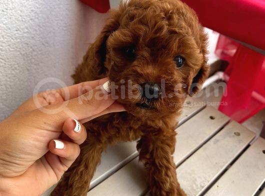 Oyuncu Toypoodle Bebeklerimiz görsel