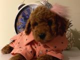 Karamelll.toypoodle’ın Bebekleriiiii